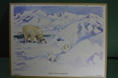 Плакат "Семья белых медведей" (серия "Дикие животные"). 1990 год, издательство "Просвещение", СССР