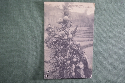 Старинная открытка "Мандариновое дерево. Батум". № 242. Чистая, с дырочкой. Начало XX века, Грузия.