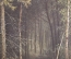 Открытка старинная "Лесная глушь", Шишикин, до 1917 года